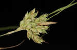 Cedar sedge